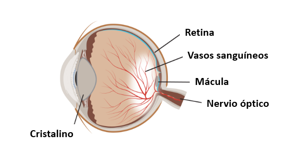 Imagen de las partes del interior de un ojo donde se señalan el cristalino, la retina, los vasos sanguíneos, la mácula y el nervio óptico.